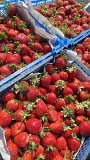 Саженцы клубники сорт Нанди Дрогичин