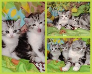 Котята кошки шотландские. Минск