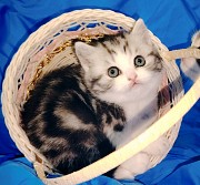 Котята шотландские. Минск