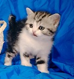 Котята шотландские. Минск