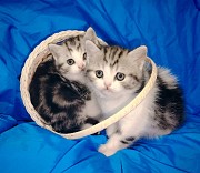 Котята шотландские. Минск