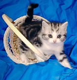 Котята шотландские. Минск