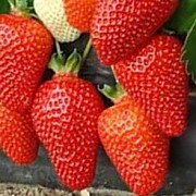 Саженцы клубники сорт Азия Дрогичин