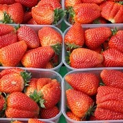 Саженцы клубники сорт Роксана Дрогичин