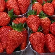 Саженцы клубники сорт Ами Дрогичин