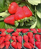 Саженцы клубники сорт Фламиния Дрогичин