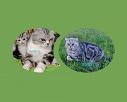 Шотландский котенок кошка. Минск