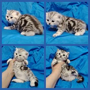 Котята мраморята. Минск