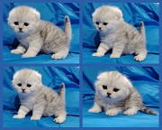 Котята шиншиллята шотландские. Минск