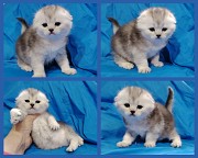 Котята шиншиллята шотландские. Минск