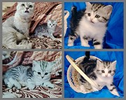 Котята скоттиш-страйт. Минск