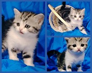Шотландская кошечка котенок. Минск