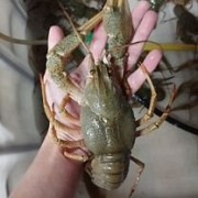 Раки живые Хойники