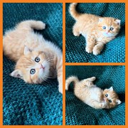 Шотландский котенок кот. Минск