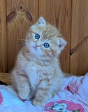 Шотландский котенок кот. Минск