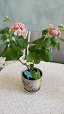 Розебудная цветущая герань Antique Rose Минск