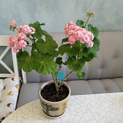 Розебудная цветущая герань Antique Rose Минск