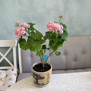 Розебудная цветущая герань Antique Rose Минск
