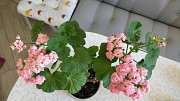 Розебудная цветущая герань Antique Rose Минск