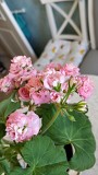 Розебудная цветущая герань Antique Rose Минск