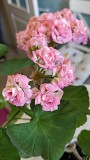 Розебудная цветущая герань Antique Rose Минск