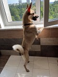 Молодая собачка кабель в дар. Минск