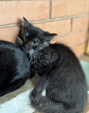 Котятп 3 мес в дар. Минск
