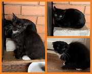Котятп 3 мес в дар. Минск