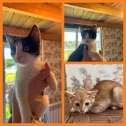 Котятп 3 мес в дар. Минск