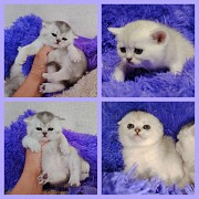 Шотландские котята. Минск