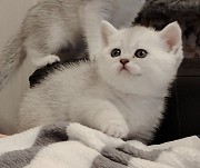 Породистые котята. Минск