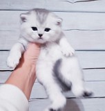 Породистые котята. Минск