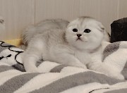 Породистые котята. Минск