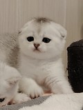Породистые котята. Минск