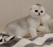 Породистые котята. Минск