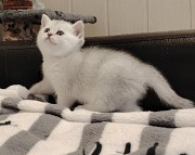 Шотландские котята. Минск
