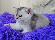 Шотландские котята. Минск