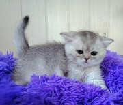 Шотландские котята. Минск