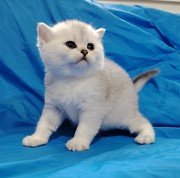 Шотландские котята. Минск
