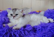 Шотландские котята. Минск