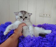 Шотландские котята. Минск