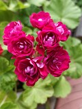 Герань розебудная бордовая, -сорт Monseruds Rosen Минск