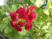 Герань розебудная бордовая, -сорт Monseruds Rosen Минск