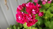 Герань розебудная бордовая, -сорт Monseruds Rosen Минск