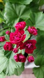 Герань розебудная бордовая, -сорт Monseruds Rosen Минск