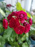 Герань розебудная бордовая, -сорт Monseruds Rosen Минск