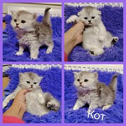 Котята породы Шотланские Минск