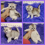 Котята породы Шотланские Минск