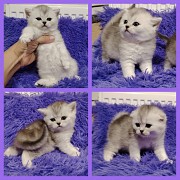 Котята породы Шотланские Минск