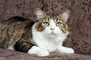 Мени – потешный нос Минск